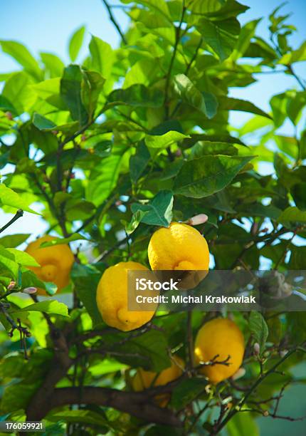 Lemon Tree Stockfoto und mehr Bilder von Zitronenblatt - Zitronenblatt, Ast - Pflanzenbestandteil, Sizilien