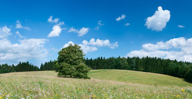 istock Panoramic spring landscape 60MPix XXXXL size - highlands, blue sky 176059929