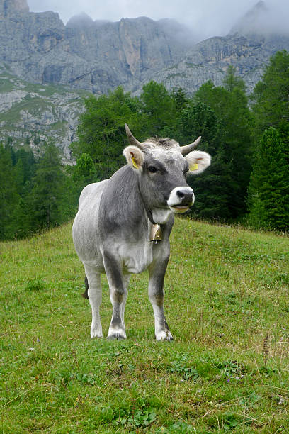 istock Gorgeous gray cow at meadow 176060122