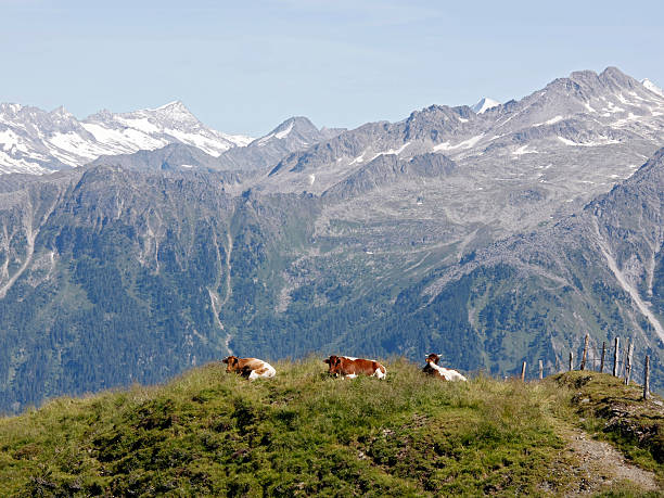 Cows in the alps "Three cows resting on an alp high up in the Austrian mountains. Snowcapped mountains defocussed in the background.Canon 1Ds Mark III + 135 mm @ ISO 100, cropped & downsized" zillertaler alps stock pictures, royalty-free photos & images