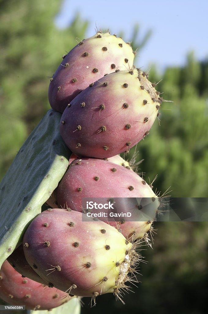 Cactus-Kaktusfeige stock-Foto - Lizenzfrei Dornig Stock-Foto