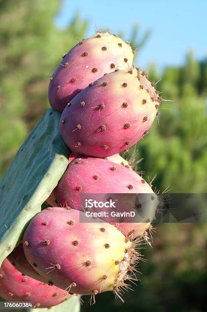 Cactuskaktusfeige Stockfoto Stockfoto und mehr Bilder von Dornig - Dornig, Extreme Nahaufnahme, Feigenkaktus