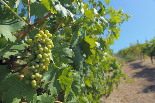 close-up of young grapes in a Vineyard