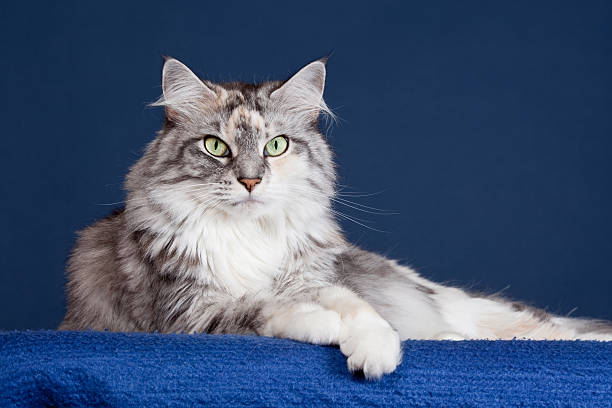 Serious maine coon cat stock photo
