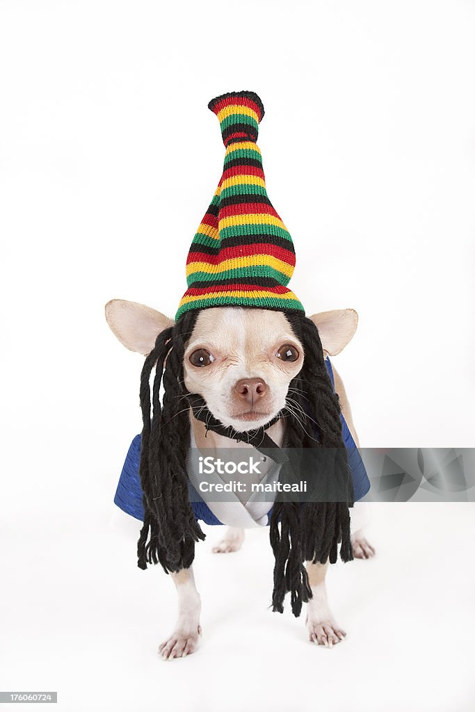 rastas - Foto de stock de Chihuahua - Perro de pura raza libre de derechos