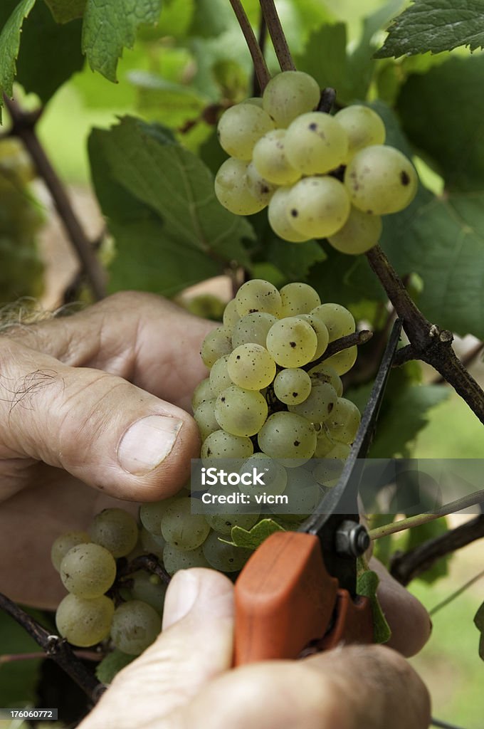 Captador de uvas - Foto de stock de Agricultura libre de derechos