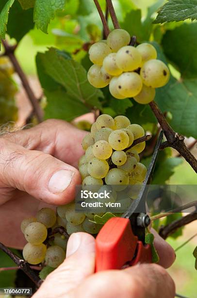 Captador De Uvas Foto de stock y más banco de imágenes de Agricultura - Agricultura, Aire libre, Alimento