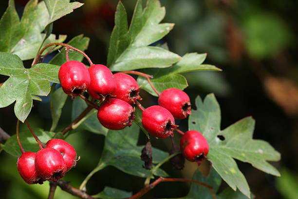 ツノベリー（crataegus - hawthorn berry fruit common fruit ストックフォトと画像