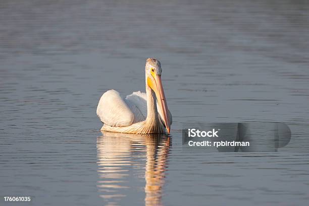 Foto de Whitepelican e mais fotos de stock de Animal - Animal, Estados da Costa do Golfo, Fauna Silvestre