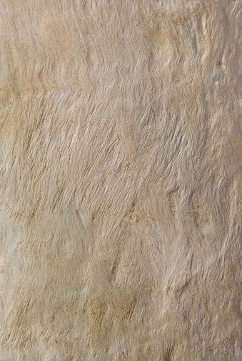 Close-up of an eucalyptus tree trunk