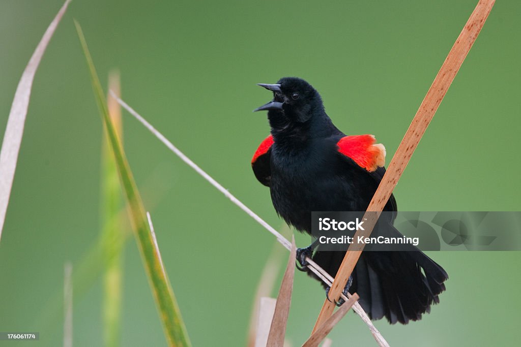 Blackbird cantando Asa Vermelha - Foto de stock de Canto de Passarinho royalty-free