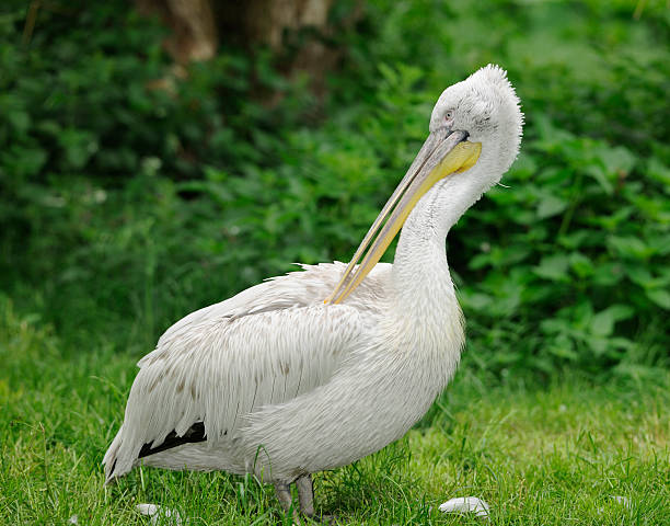 istock Pelican cleaning its feathers - Wildlife (XXXL) 176061217