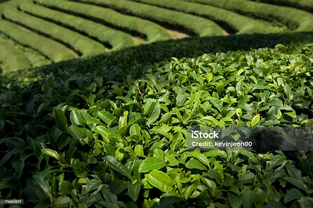 Thé vert - Photo de Agriculture libre de droits