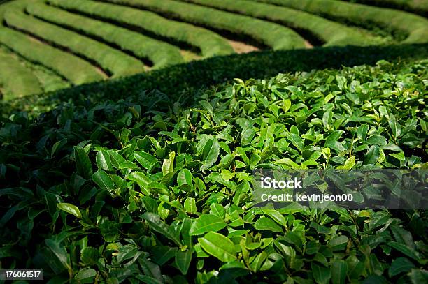 Photo libre de droit de Thé Vert banque d'images et plus d'images libres de droit de Agriculture - Agriculture, Aliments et boissons, Camellia sinensis