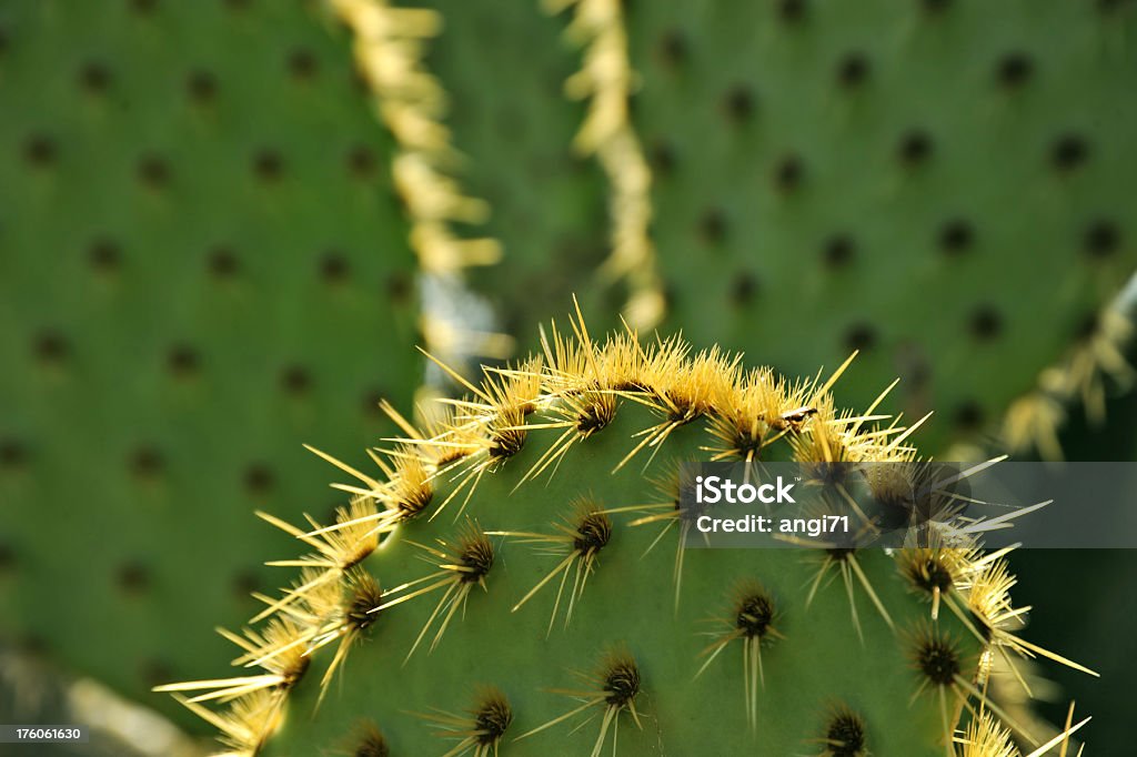 opuntia cactus - Photo de Botanique libre de droits