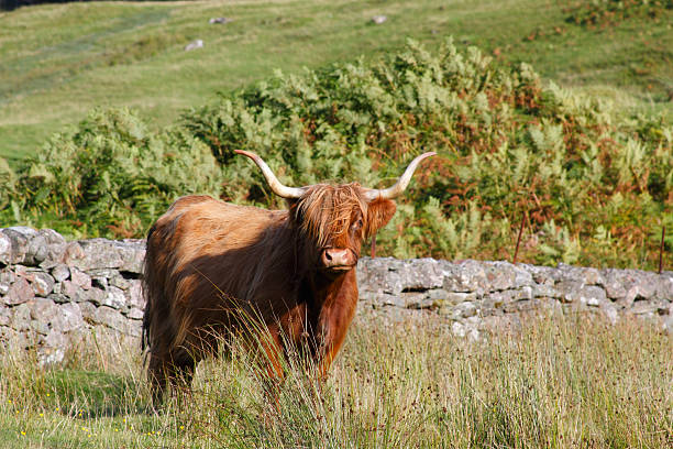 istock Highland Cow in Glen Lyon, Perthshire, Scotland. 176061663