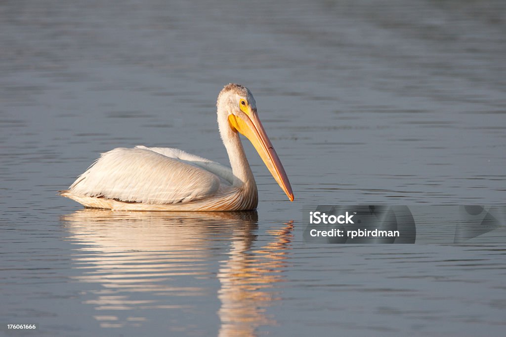 WhitePelican - Lizenzfrei Florida - USA Stock-Foto