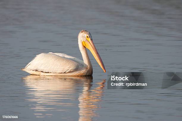 Whitepelican Stockfoto und mehr Bilder von Florida - USA - Florida - USA, Fotografie, Golfküstenstaaten