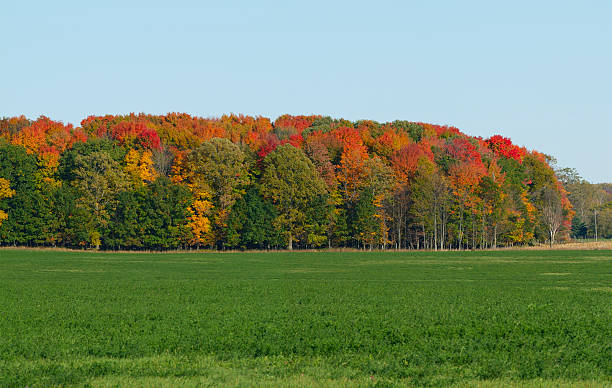 Fall Colors in Michigan A stand of hardwood trees displaying beautiful fall colors at the edge of an Alfalfa field in Michigan.  A panorama of images shot with a Fuji S3 and stitched together. hardwood tree stock pictures, royalty-free photos & images