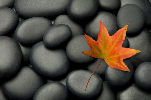 Autumn Maple Leaf on Black Spa Stone Background.