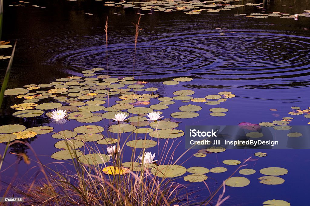 Liliáceas na água azul Piscina - Royalty-free Ondulado - Descrição Física Foto de stock