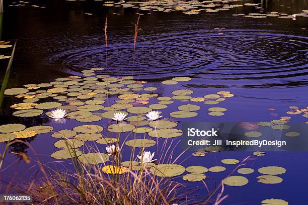 Liliáceas Na Água Azul Piscina - Fotografias de stock e mais imagens de Ondulado - Descrição Física - Ondulado - Descrição Física, Planta d'água, Ao Ar Livre