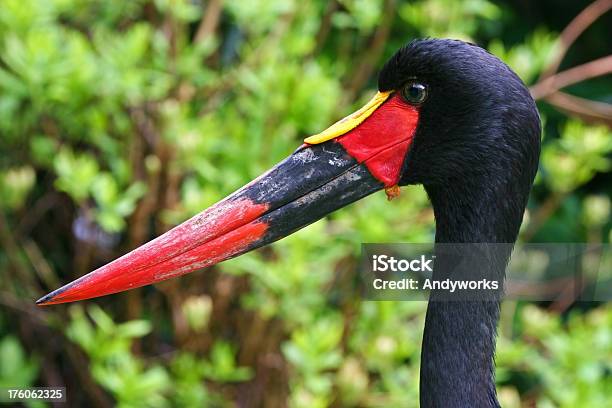 Photo libre de droit de Selle Bec Cigogne Ephippiorhynchus Senegalensis banque d'images et plus d'images libres de droit de Afrique - Afrique, Animaux à l'état sauvage, Bec