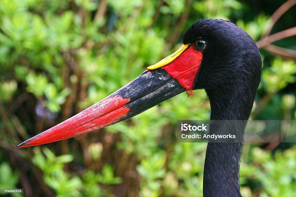 Becco a sella (Ephippiorhynchus senegalensis - Foto stock royalty-free di Africa