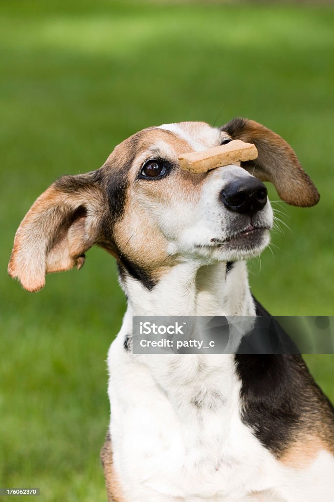 Cane vecchio, trucco nuovo - Foto stock royalty-free di Cane