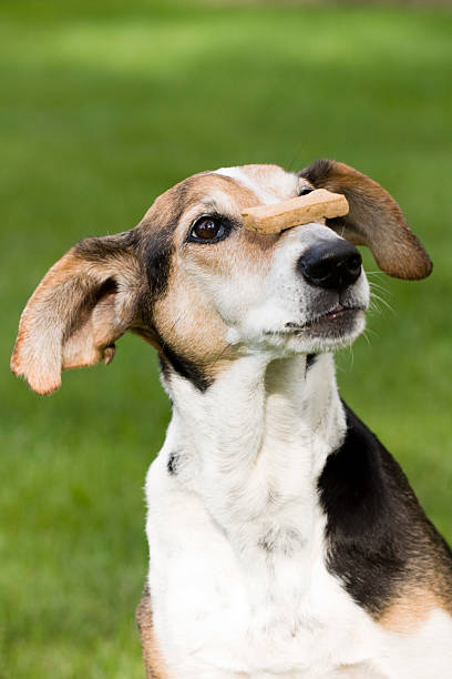 istock A dog balancing pets food cookie on its nose 176062370