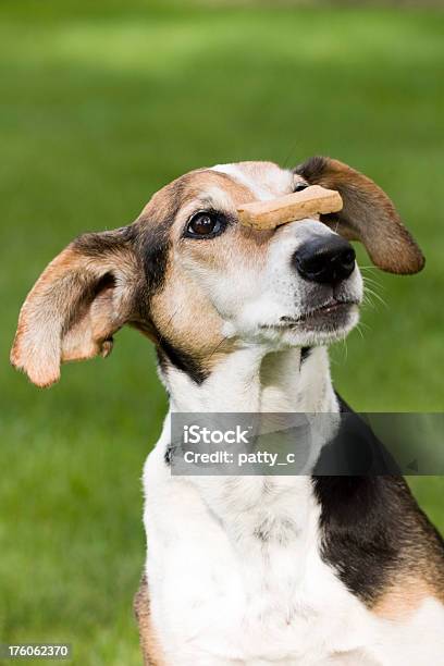Foto de Velho Cachorro Novo Truque e mais fotos de stock de Cão - Cão, Animal Treinado, Equilíbrio