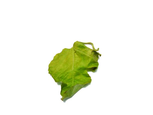 istock Photo of a green leaf on a white background 1760624949