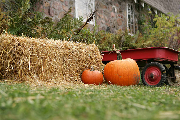 Orange pumpkin squash vegetable with hay on market