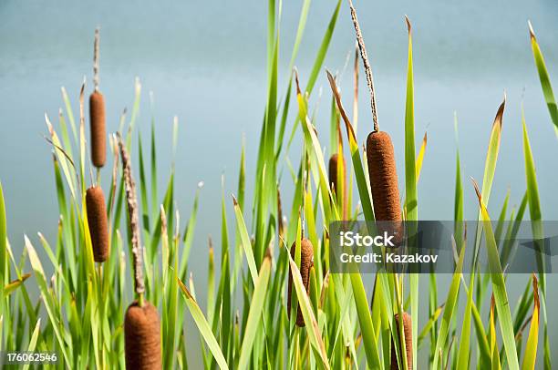 Rush Foto de stock y más banco de imágenes de Agua - Agua, Aire libre, Bulgaria