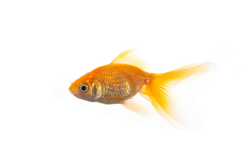 Goldfish on the white background and hight resulation.