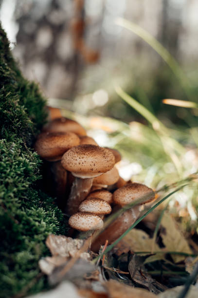 istock Freshly grown forest honey mushrooms 1760627232
