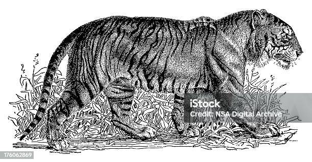 Tigre Illustrations Animalières Antique Vecteurs libres de droits et plus d'images vectorielles de Queue - Queue, Tigre, Antiquités