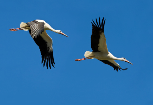 Flying  White Storks