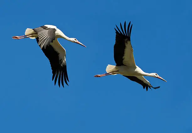 Two flying white storks (Ciconia ciconia) against a blue sky with ISO 100.