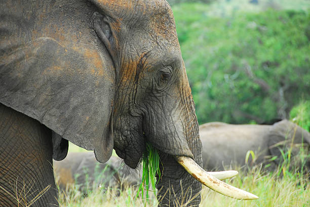 istock Elephant in Tarangire National Park, Tanzania 176063116