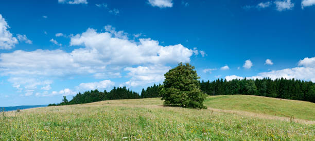 istock Panoramic spring landscape 80MPix XXXXL size - meadow, blue sky 176063183