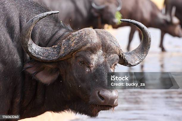 Buffalo Porträt Mit Herde Im Hintergrund Stockfoto und mehr Bilder von Afrika - Afrika, Afrikanischer Waldbüffel, Analysieren