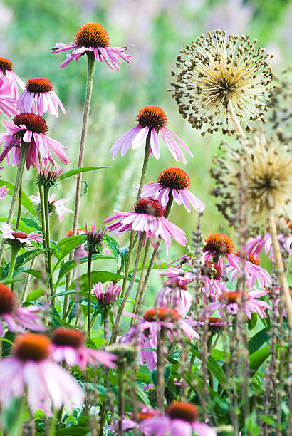 Summer garden with Echinacea purpurea flowers - I stock photo