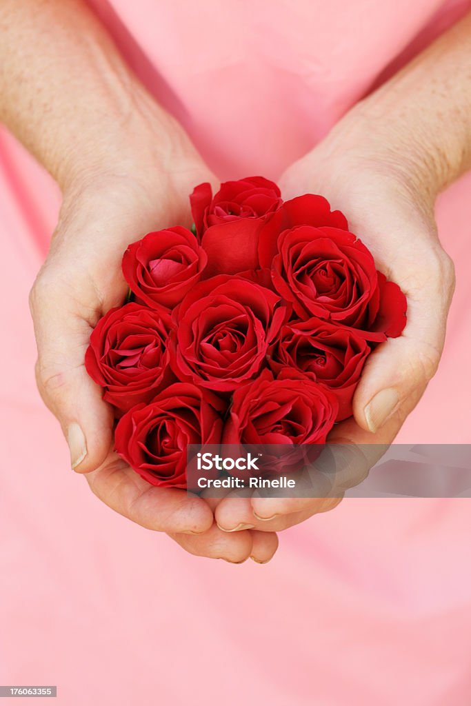 Roses in hands A collection of rose flower heads cupped in human hands. Beauty Stock Photo