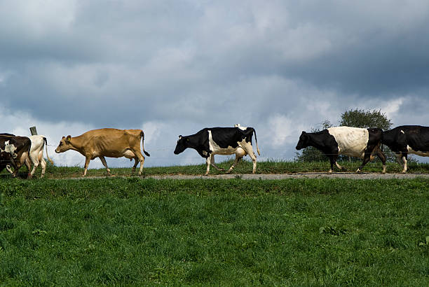 くつろぎの牛が - guernsey cattle ストックフォトと画像