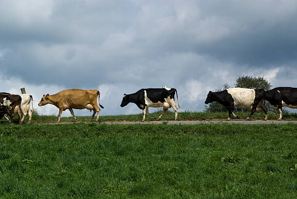 평정이 소 방문하시길 홈화면 - guernsey cattle 뉴스 사진 이미지