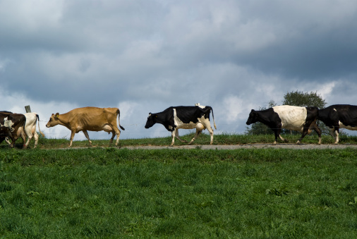 Cows following the path home for milkingClick on the banner below for similar images: