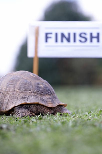 istock Tortoise crossing the finish line 176063399