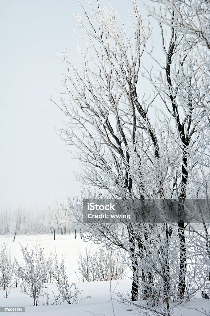 Winter Frost and Bare Trees A white country scene showing a heavy frost, snow, and bare poplar trees. Backgrounds Stock Photo