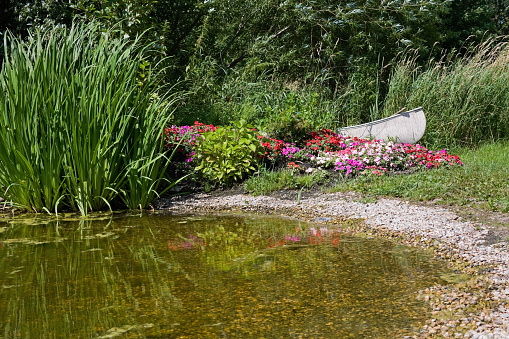 Cattail plants, Impatiens and a Canoe next to a backyard garden pond with algae.